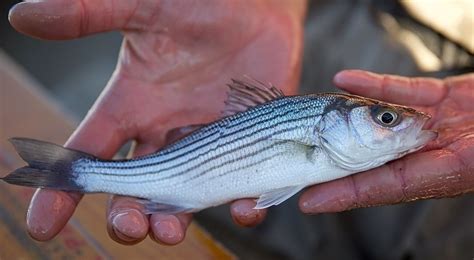 Striped Bass (Morone saxatilis) - Species Profile