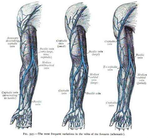 Anatomy Of The Veins In The Arm | MedicineBTG.com