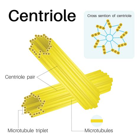 Centrioles Diagram