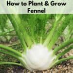 Growing Fennel - How to Plant and Grow Fennel from Seed - Together Time Family