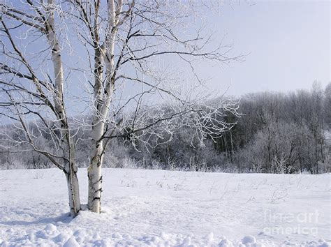 Snow landscape with birch tree Photograph by Steven Puetzer - Pixels