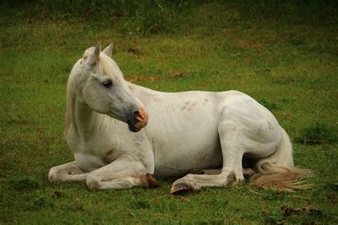 Horse Laying Down, Horse Drawings, White Horses, Tier Fotos ...