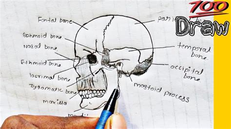 Floor Of Skull Labeled Diagram Side View | Viewfloor.co