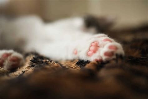 Declawing – The Worst Thing You Can Do to a Cat? This Procedure May ...