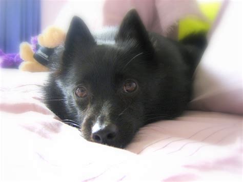 Resting Schipperke dog photo and wallpaper. Beautiful Resting ...