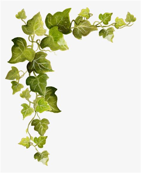 Ivy Snip - Ivy Vines Acrylic Painting PNG Image | Transparent PNG Free ...