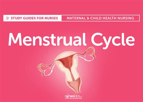 The Menstrual Cycle and Menstrual Disorders • Nurseslabs