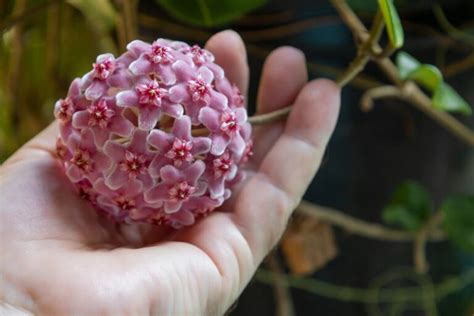 How to Get Your Hoya to Bloom - The Stunning Flower You Need to See to Believe