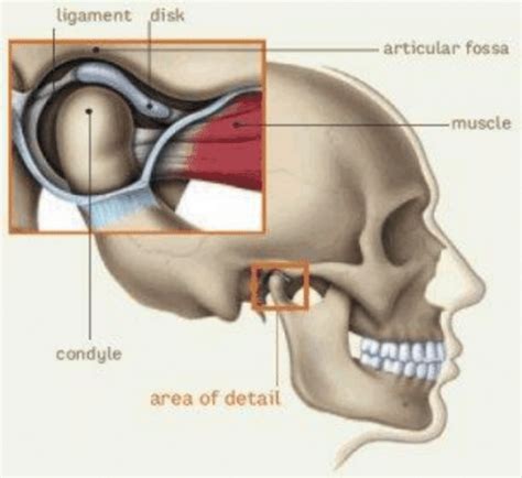 Temporomandibular Joint (TMJ) Exercises - Melbourne ENT Group