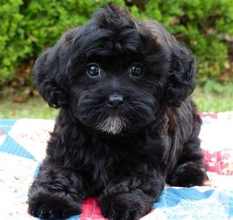 Shih-Poo (Shih-Tzu/Toy Poodle) Puppies 2 males 1 female for Sale ...