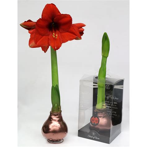 Amaryllis Waxed Bulb | Amaryllis Bulbs | Arts Nursery Garden and Home Ltd