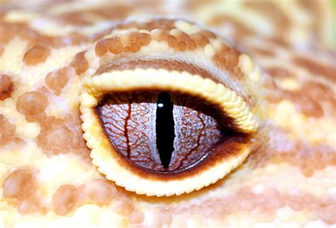 Gecko Eye Reptiles - Free photo on Pixabay - Pixabay