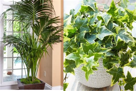 10 Plants to Oxygenate Your Home And Eliminate Bad Odors - Plants & Gardens