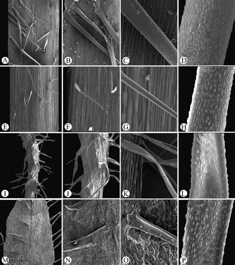 FIGURE . Trichome morphology on stem (A−D), peduncle (E−H), pedicel... | Download Scientific Diagram