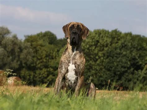 Bullenbeisser - Great-Grandfather of the Bully Breed