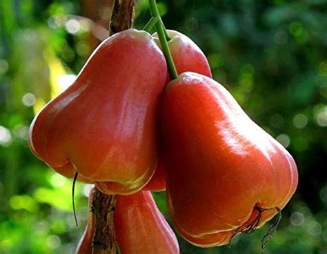 Benefits of Rose apple Chambaka or Jambaka Fruit