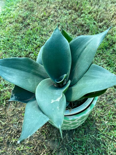 Whalefin Snake Plant - Small – Nature Alive