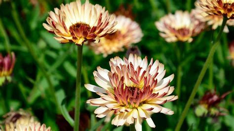 Calendula varieties: 16 pot marigolds for your garden | Gardeningetc