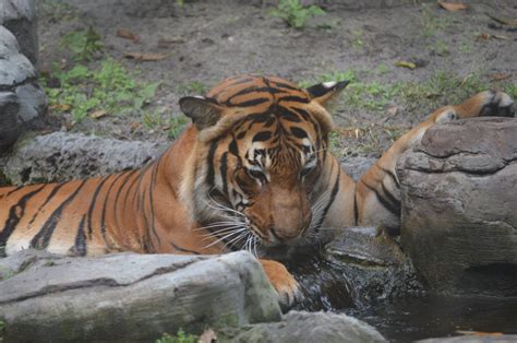 Palm Beach Zoo & Conservation Society - West Palm Beach | Place - Zoo