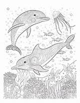 Printable Dolphin Coloring Pages sketch template