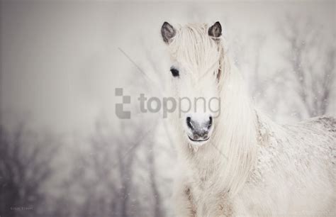 Horse Snow Snowy White Wallpaper Background Best Stock Photos - Image ID 159470 | TOPpng