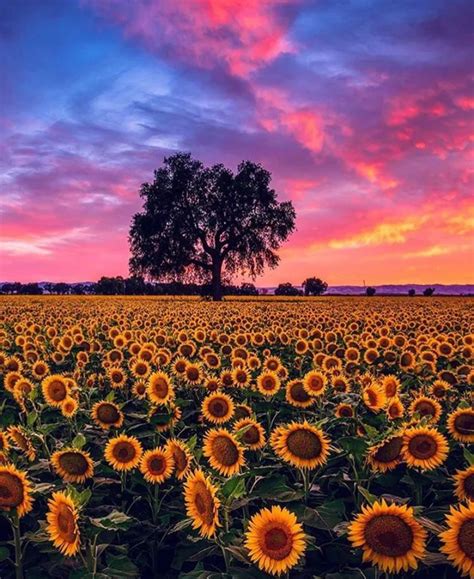 A sunflower garden | Sunflower garden, Landscape photography nature, Landscape photography ...