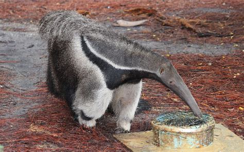 Giant Anteater