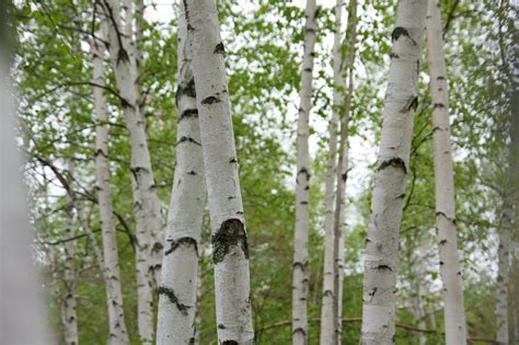 Birch Tree Forest Royalty-Free Stock Photo