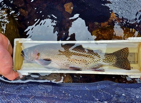 Greenback Cutthroat Trout Naturally Reproducing in Colorado! - Colorado Outdoors Online