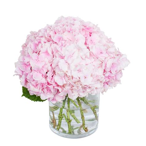 Hydrangea Light Pink | Pink Hydrangea Delivered by Flourish