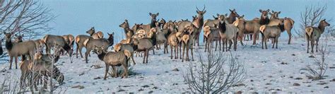 Information on Utah Wildlife | Utah Guide