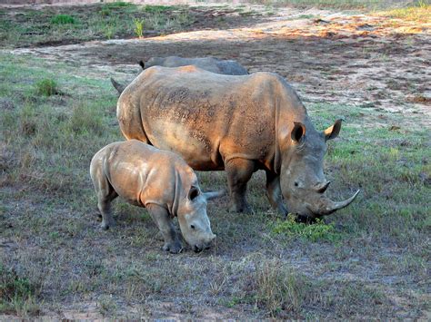 Mom and Baby Rhinos, Phinda Game Reserve, KwaZulu-Natal, South Africa | Kwazulu natal, Game ...