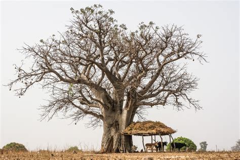 Getting to know the landscape of Ghana - Landscape News