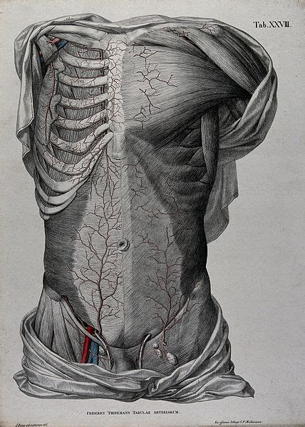 Gross Anatomy – Advanced Anatomy 2nd. Ed.