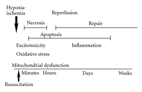 The evolution and major mechanisms of hypoxic-ischemic brain injury.... | Download Scientific ...