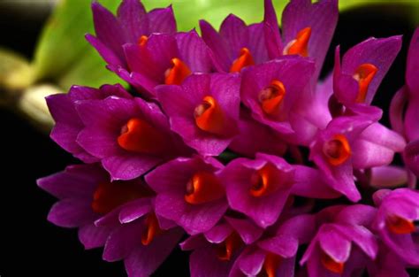 Dendrobium secundum | Beautiful orchids, Rare flowers, Orchids