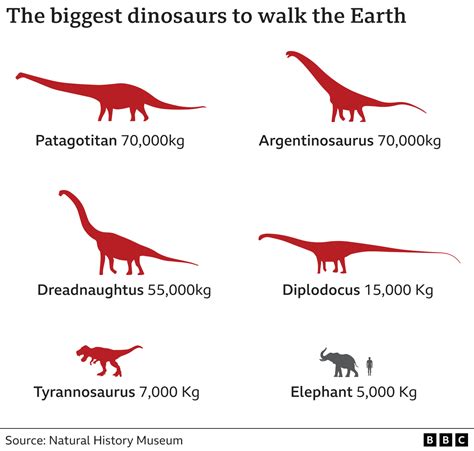 Patagotitan: Colossal dinosaur heading for UK display - BBC News