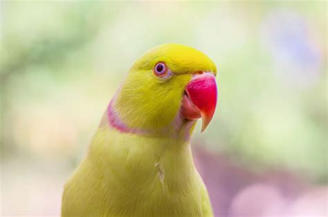 Indian Ringneck Parakeet — Full Profile, History, and Care