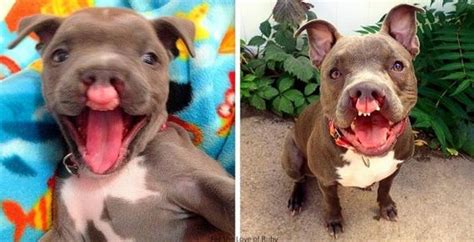 “Hopeless” Cleft Palate Puppy Now Has A Fantastic Life