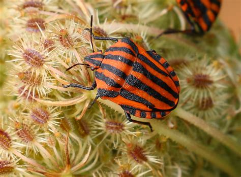 The NHBS Guide to UK Shieldbug Identification