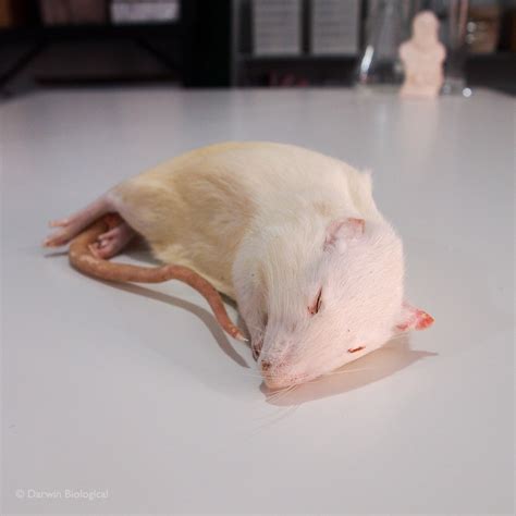 Frozen Rats | Biology Supplies - Darwin Biological