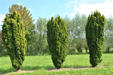 Taxus baccata 'Fastigiata Aurea' | Taxus baccata 'Fastigiata Aurea' - Van den Berk Nurseries