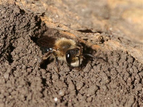 Remember the Ground Nesting Bees when You Make Your Patch of Land Pollinator-Friendly | Xerces ...