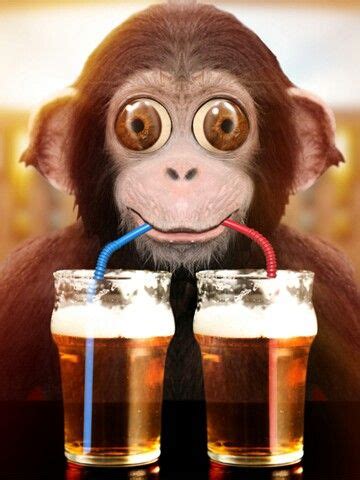 Monkey drinking beer | Funny (: | Pinterest | Monkey, New year greetings and Funny