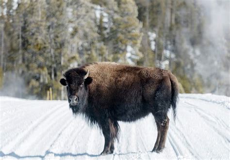 American bison, or buffaloes, in Yellowstone | Free Photo - rawpixel