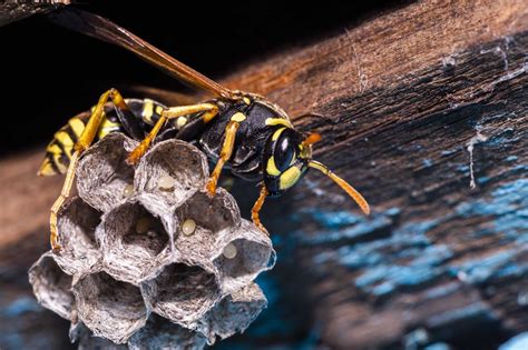 The buzz about paper wasps: these pollinators do more good than harm in San Antonio gardens