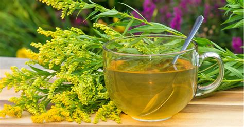 7 Wellness Benefits of Goldenrod to Try - Goodnet