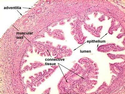 Fallopian tube | Histologia, Fisiologia, Anatomia e fisiologia