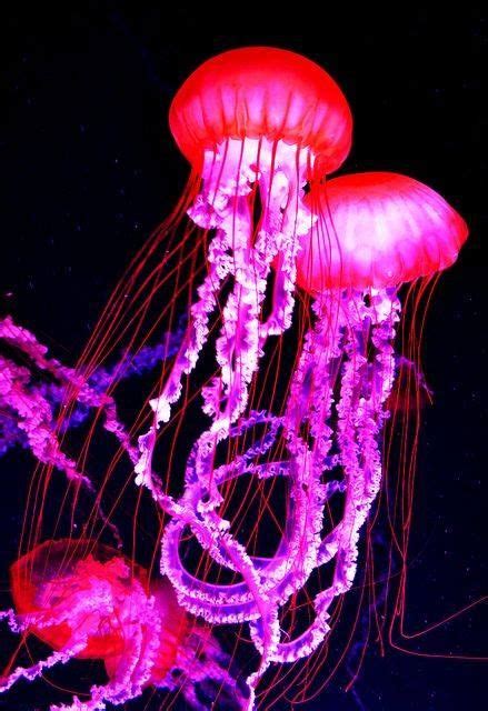 Méduses rose fushia | Pink jellyfish, Beautiful sea creatures, Jellyfish