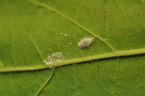 Mealybugs Life Cycle